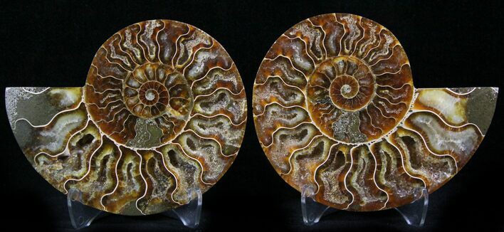 Polished Ammonite Pair - Million Years #27438